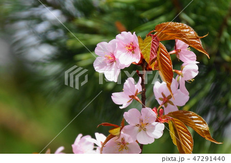 桜 47291440