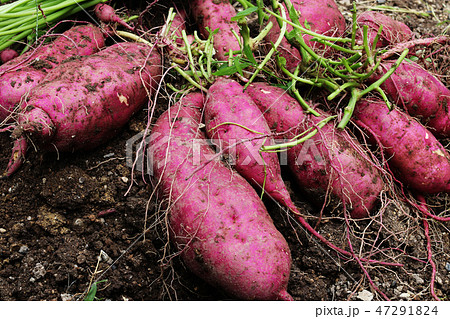 鳴門金時03 鳴門金時03 47291824