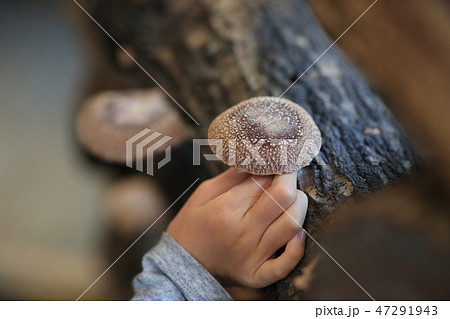 シイタケ狩り 47291943