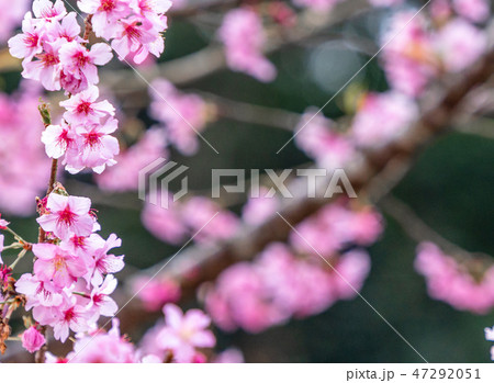 桜 さくら サクラ 47292051
