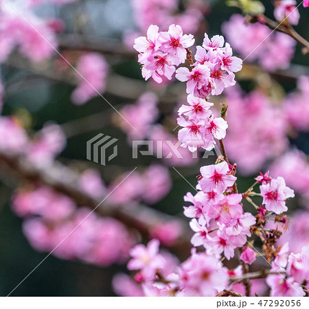 桜 さくら サクラ 47292056