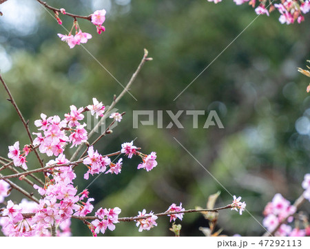 桜 さくら サクラ 47292113