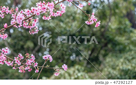 桜 さくら サクラ 47292127