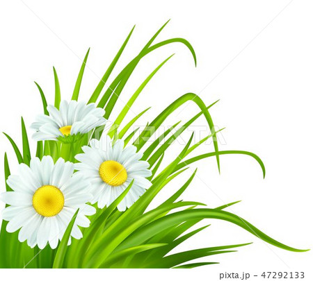 Spring background with daisies and fresh green grass. Vector illustration 47292133