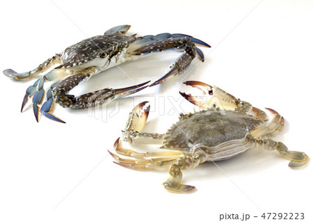 Flower crab, Blue crab, Blue swimmer crab Flower crab, Blue crab, Blue swimmer crab 47292223