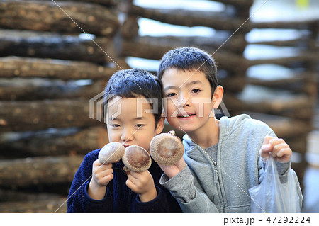 シイタケ狩り シイタケ狩り 47292224