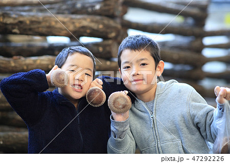 シイタケ狩り シイタケ狩り 47292226