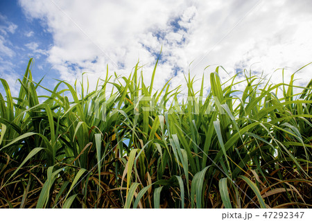 Sugarcane leaves at sky. Sugarcane leaves at sky. 47292347