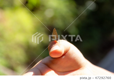 gossamer-winged butterfly on hand gossamer-winged butterfly on hand 47292760