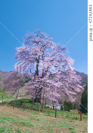 一本桜 - 秋山の駒桜 一本桜 - 秋山の駒桜 47292863