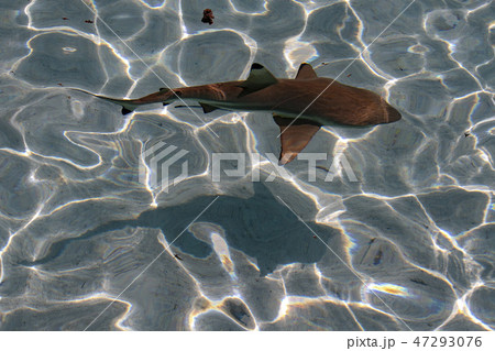 black tip shark underwater polynesia 47293076