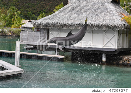 common dolphin jumping outside polynesia bungalow 47293077