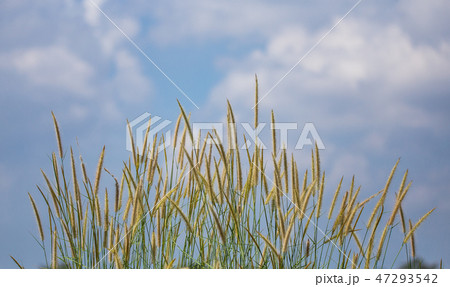 Pennisetum flower with blue sky background. Pennisetum flower with blue sky background. 47293542