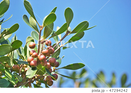 モッコクの木の実 モッコクの木の実 47294242