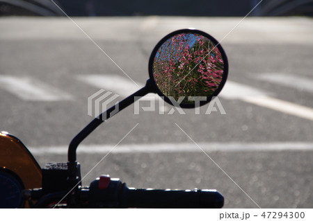 ミラーに映る桜 47294300