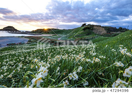 爪木崎の朝、水仙の咲く公園　 47294396