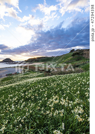 爪木崎の朝、水仙の咲く公園　 47294398