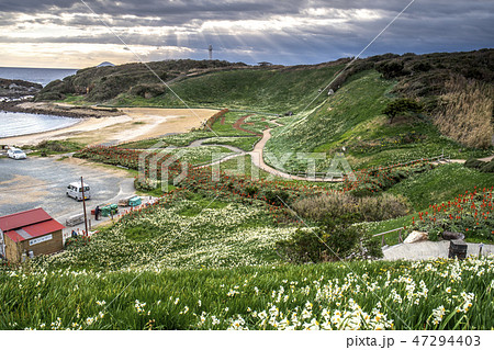 爪木崎の朝、水仙の咲く公園　 47294403