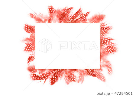 Frame of coral feathers isolated on white background Frame of coral feathers isolated on white background 47294501