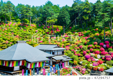 東京青梅 塩船観音寺 ツツジ 47294757