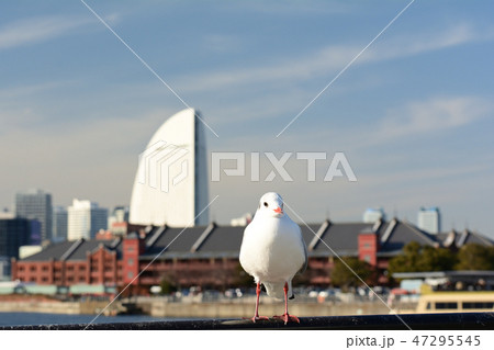 横浜 47295545