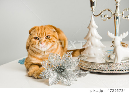 Scottish Fold red cat with candlestick 47295724