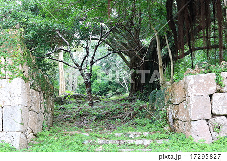 奥の桜木とガジュマル 奥の桜木とガジュマル 47295827