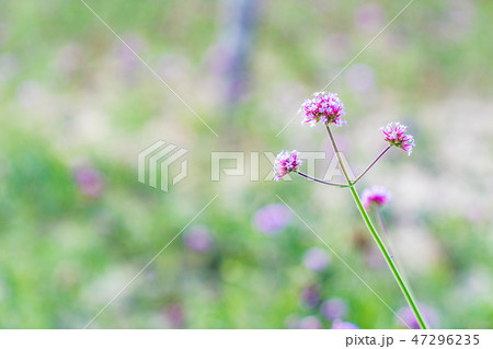 花 フラワー お花 47296235