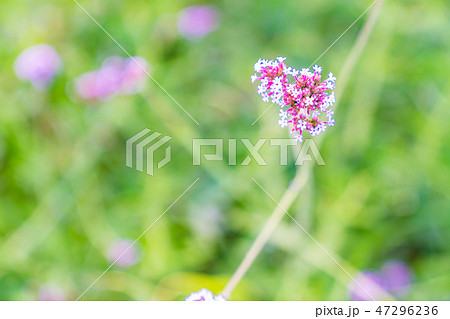 花 フラワー お花 47296236