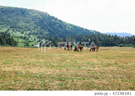 言葉 牧場 哺乳類 47296381