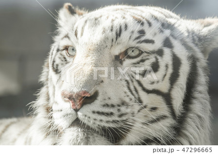 ホワイトタイガー 東武動物公園 ホワイトタイガー 東武動物公園 47296665