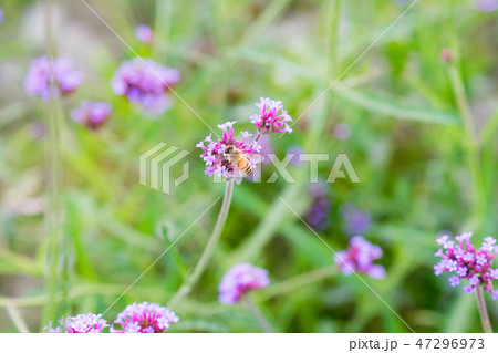 蜂 ハチ 蜜蜂 47296973