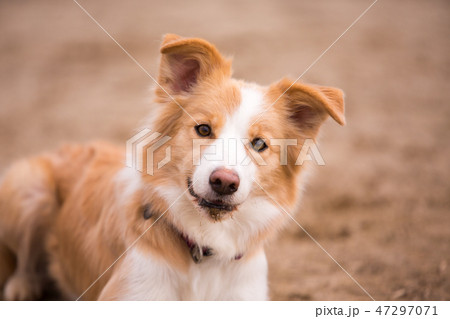 ボーダーコリー 47297071