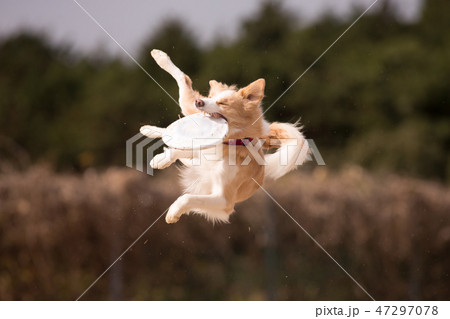 ボーダーコリー ボーダーコリー 47297078