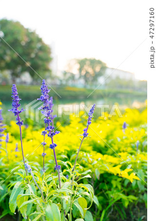 セージ アキギリ属 セイジ 47297160