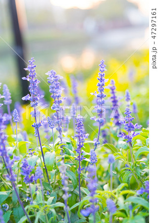 セージ アキギリ属 セイジ 47297161