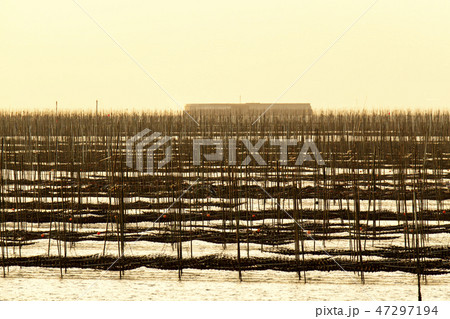 大牟田市　三池港　海苔畑、 47297194