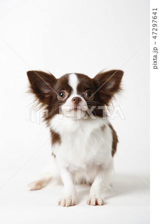 Chihuahua dog sitting on white studio background 47297641