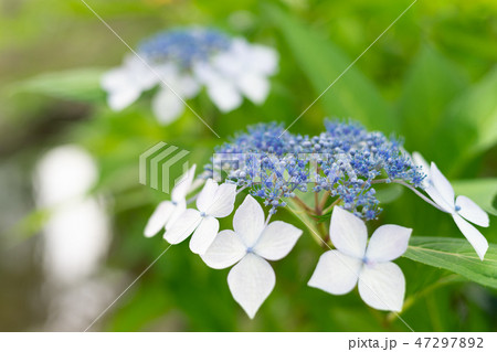 紫陽花 47297892