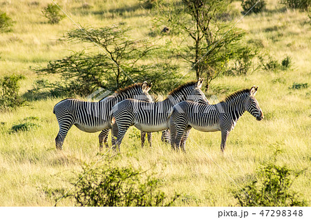 Isolated zebra walking in the savannah 47298348