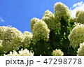 紫陽花 47298778
