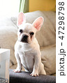 フレンチブルドック 47298798