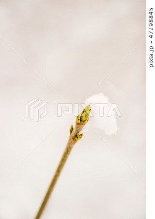 snowhat on a tree bud 47298845