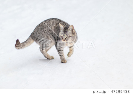 Cat look around. Close-up cat face 47299458