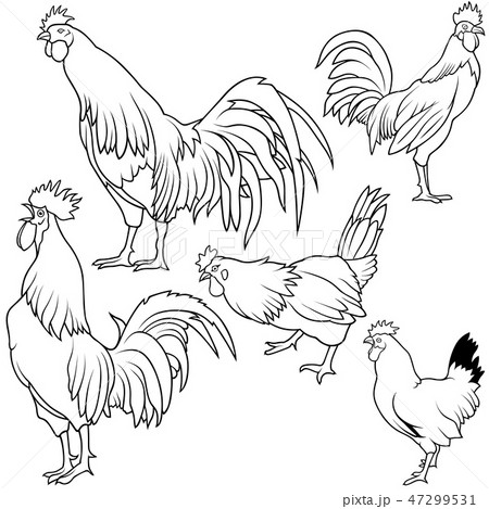 Rooster Collection 47299531