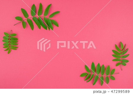 Green rowan tree leaves on bright pink background Green rowan tree leaves on bright pink background 47299589