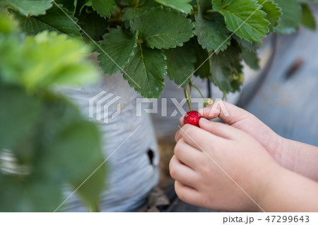 hand holding ripe red strawberry hand holding ripe red strawberry 47299643