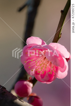咲きほころぶ紅梅一輪 47299725