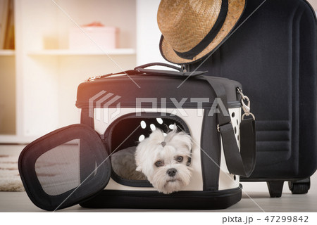 Dog sitting in his transporter Dog sitting in his transporter 47299842