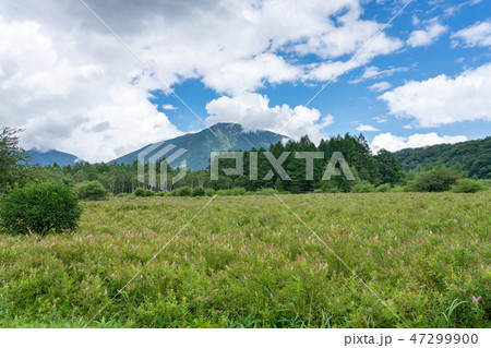 栃木県日光市　奥日光　小田代原と男体山　（8月） 47299900